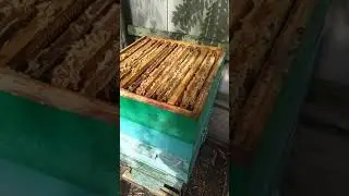 Зрелый мед (товарный) мед!