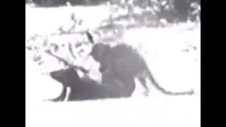 Leopard kills Buffalo