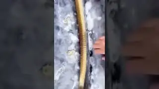 حوت اليف