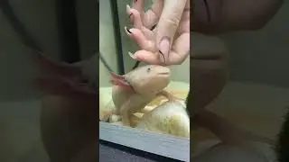 Положи на питомца руку, и посмотри на реакцию 💖 