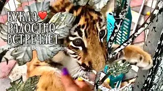 🐾Тигрёнок Кукла радостно встречает!❤️Тайган . Тiger cubs. Safari park Taigan. Crimea