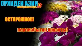 ЭКСКЛЮЗИВНО - НЕВЕРОЯТНЫЕ  сорта орхидей