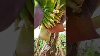 Как растут бананы