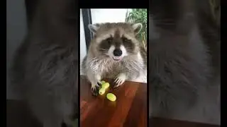 Енот 