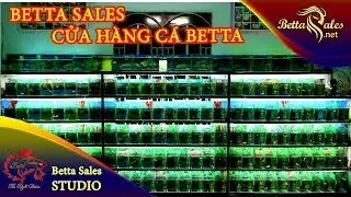 Betta Sales ; Betta Shop ; Betta Fish ; Cá Betta