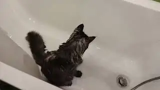 Мейн-кун Тимон любит воду. Купается.))