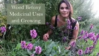 Medicinal Uses of Wood Betony (Stachy's betonica)