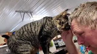 Meet Our Cats Who Live in the Garage With Us | Garagedaminuim Life