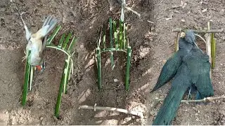 Create trap to catch birds in the forest like no other
