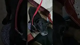 Jenny my doggy 👌🙏✌️👍🏻
