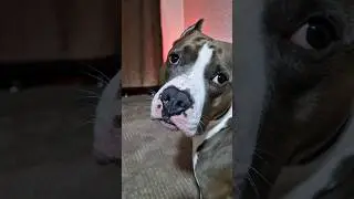 Амстафф Локи 3 года | Помогаю С Игрушкой | Стаффорд | Amstaff Loki