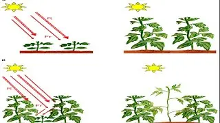 Phytochrome| Cryptochrome| Phototropin| Neet| Csir Net Biology| RPSC 1st Grade| Gate XL| AP Exam