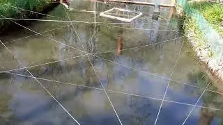 Форель, Forell