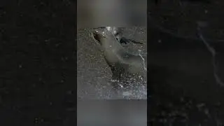 Fight for life. penguins vs fur seals