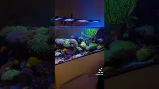 tank inspiration #aquarium #marineaquarium #corals #sgreefclub #saltwateraquarium #marinetank