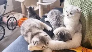 The way kittens love their mom cat and her milk 😽