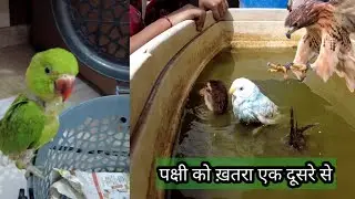 Jerry fights with budgie Parrot | #babyduck #birds #keshavshortsvlogs #virat