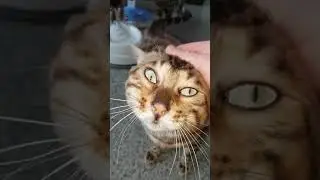 Бенгальский кот и итальянская фонтан-поилка