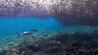 Bait Ball in Baja California, Mexico