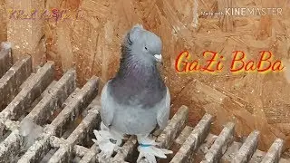Turkish tumbler pigeon VISIT GAZI BABA BELCIKA