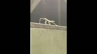 Get Stick Bugged Lol Original Video