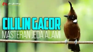 MASTERAN CILILIN GACOR DURASI PANJANG JEDA ALAMI