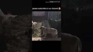 Kangal dog vs chicken 🐔😱🤣 (Shorts video) | (kangal dog) | kangal vs hen | dangerous kangal dog | dog