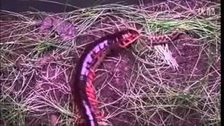 A fight between a snake and centipedegrass
