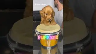 Pupdate! Where are they now!? 