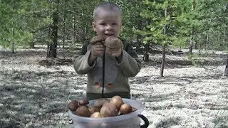 Тихая охота на белые и красные в разгаре! Море грибов и впечатлений!