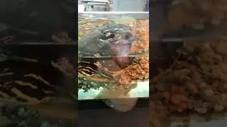 Черепаха