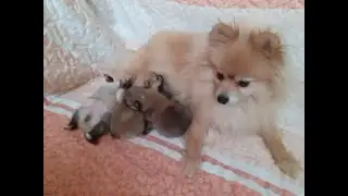 Новорождённые щенки шпица