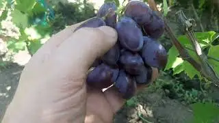 Эйфория - морозоустойчивая форма Калугина В.М.