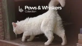 Paws & Whiskers Collection — Premium In-Store Music for Pet-Friendly Spaces (Full Edition)