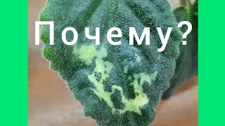 Фиалки! Пятна на листьях. ВаТ Мотылёк - просто беда!
