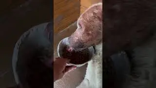 Алабай Барон испугался грома и града