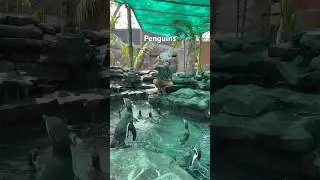 Which Animals Like Bubbles?