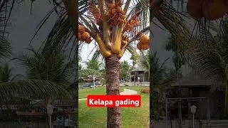 kelapa gading tinggi 2 meter