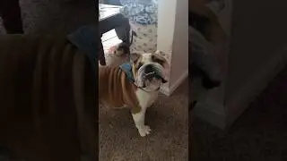 And his name is Tater Tot... 🤣 #bulldog #dogs #dog #bulldogs #funny