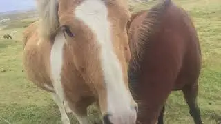 Mývatn, Islandia - Konie islandzkie :D wreszcie zwierzątka!