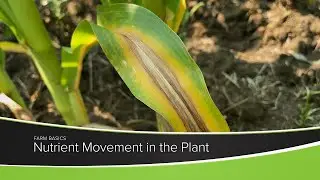 Nutrient Movement in the Plant