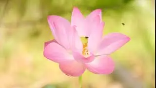Футаж Лотос