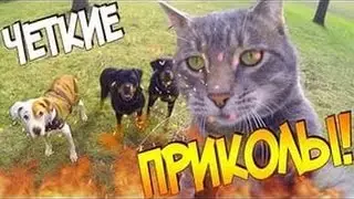ТЕСТ НА ПСИХИКУ КТО ЗАСМЕЕТСЯ ТОТ ПСИХ ПРИКОЛЫ ПРО ЖИВОТНЫХ №2