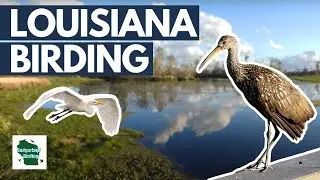 Birding in Louisiana Part 5 (Quest for 100 Species)