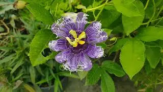 Passion flower time lapse
