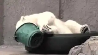 Милые котята ,щенята и собаки,медведи,обезьянки,попугай,линивец ,черепаха и много разных животных