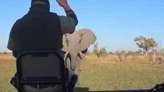 Understanding between Bushman and Elephant