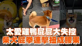 太愛雞鴨屁屁大失控　柴犬屁拳連擊扭成腰果｜寵物｜精選影片