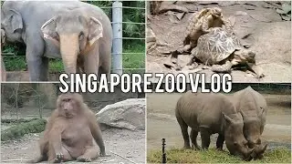 Singapore Zoo in 2022 - Vlog #2 | King G Boy | Vlog