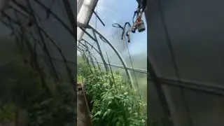 Йод в теплице с помидорами , когда и сколько ?!